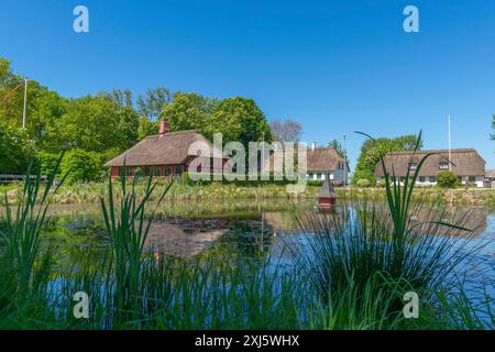 Insel Skaro, Skaroe, reetgedeckte Fachwerkhäuser rund um den Dorfteich, Wasserspiegelung, Entenhaus, Schilfbank, Idylle, dänische Südsee, Gruppe Stockfoto