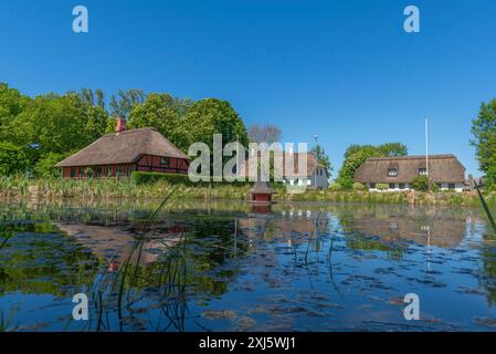 Insel Skaro, Skaroe, reetgedeckte Fachwerkhäuser rund um den Dorfteich, Wasserspiegelung, Entenhaus, Idylle, dänische Südsee, Gruppe von Stockfoto