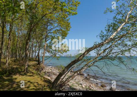 Svendborg, Insel Thuro, Steilufer, fallende Bäume, Wald, Strand, Erholungsgebiet, Fünen, Ostseeinsel, Dänemark Stockfoto