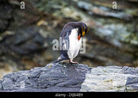 Makkaroni-Penguin, Cooper Bay, Südgeorgien, Sonntag, 26. November, 2023. Foto: David Rowland / One-Image.com Stockfoto