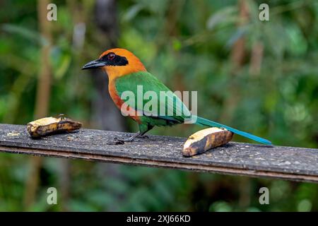 Breitschnabel-Motmot (Electron platyrhynchum platyrhynchum) am Feeder mit Bananen, Mindo-Nebelwald, Ecuador. Stockfoto