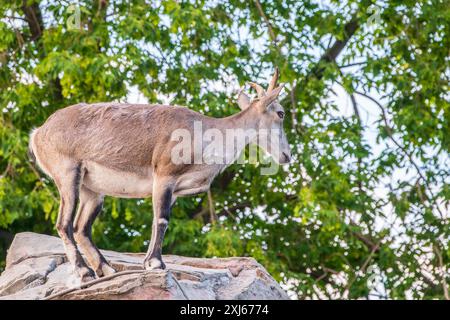 Bharal- oder Himalaya-Blauschaf oder naur (Pseudois nayaur), weiblich Stockfoto