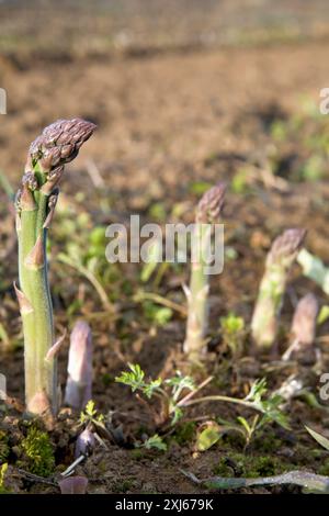 Spargel wächst in einem Feld Stockfoto