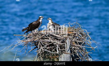 Weibliche adulte Fischadler Pandion haliaetus und Küken auf großem Stabnest über blauem Wasser Stockfoto