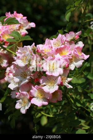 Wanderrose „Kew Rambler“, Rosa „Kew Rambler“, Rosaceae. UK. Große, kräftige Wanderungen stiegen etwa 5 m hoch, mit steifen, aber biegsamen, stacheligen Stielen. Stockfoto