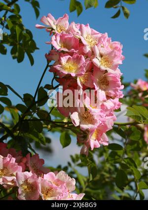 Wanderrose „Kew Rambler“, Rosa „Kew Rambler“, Rosaceae. UK. Große, kräftige Wanderungen stiegen etwa 5 m hoch, mit steifen, aber biegsamen, stacheligen Stielen. Stockfoto