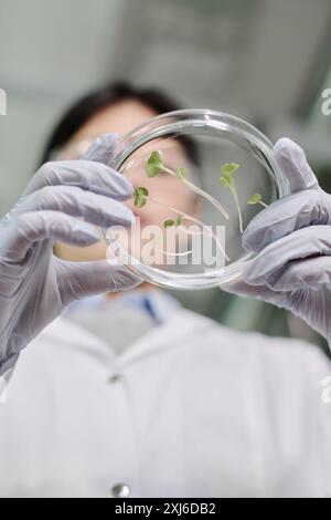 Unterhalb des Winkels der Handschuhe einer jungen Forscherin oder Biologin, die während des Experiments Petrischale mit grünen Keimen hält Stockfoto