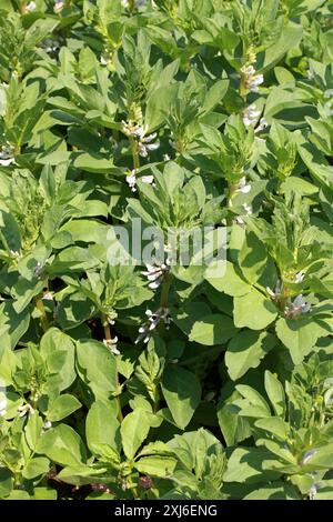 Broad Bean, Fava Bean oder Faba Bean, Vicia faba, Fabaceae. UK. Stockfoto