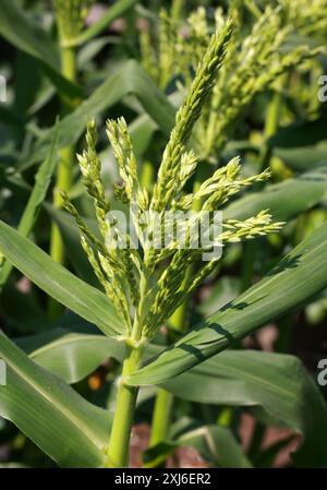 Süße Maisblumen, Zea mays Convar. Saccharata var. Rugosa, Poaceae. USA, Nordamerika. Auch bekannt als Zuckermais, Zuckermais und Polmais. Stockfoto