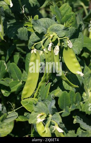 Erbsenschoten, Lathyrus oleraceus syn. Pisum sativum, Fabaceae. UK. Erbse (lateinisch pisum) ist eine Pulse-, Gemüse- oder Futterpflanze. Stockfoto