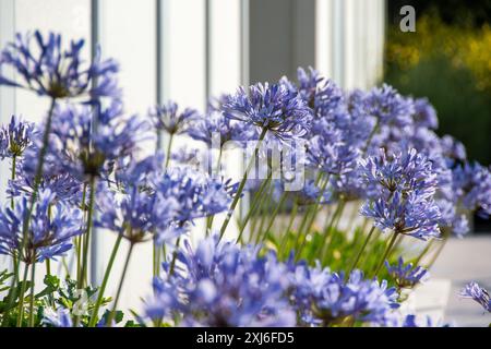 Nahaufnahme der violetten Agapanthus-Blüten (Afrikanische Lilie), die neben einem weißen Pflaumenzaun im hellen Sonnenlicht gedeihen und das Wesen und die Ruhe von einfangen Stockfoto