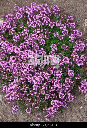 Kriechender Roter Thymian, Thymus Coccineus Group, Lamiaceae. UK. Syn. Thymus 'coccineus' und Thymus serpyllum coccineus. Ein kriechender immergrüner Unterstrauch. Stockfoto