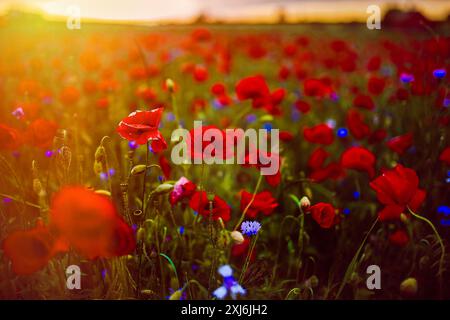 Nahaufnahme einer Wiese mit rotem Mohn bei Sonnenuntergang, Litauen Stockfoto