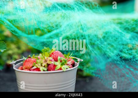 Nahaufnahme eines Eimers mit frisch geernteten Erdbeeren neben Erdbeerpflanzen, die mit einem Schutznetz bedeckt sind Stockfoto