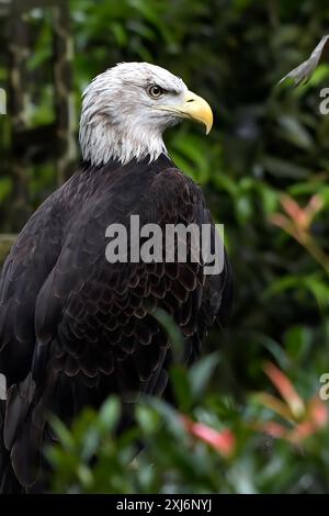 Nahporträt eines amerikanischen Weißkopfseeadlers auf einem Baum in Indonesien Stockfoto