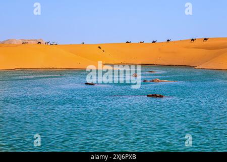 Fernblick über einen Wüstensee mit Kamelen und einem Geländewagen, Saudi-Arabien Stockfoto