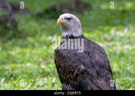 Nahporträt eines amerikanischen Weißkopfseeadlers aus Indonesien Stockfoto