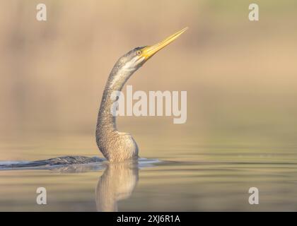 Nahaufnahme eines wilden australischen Darters (Anhinga novaehollandiae), der in einem See in Australien schwimmt Stockfoto