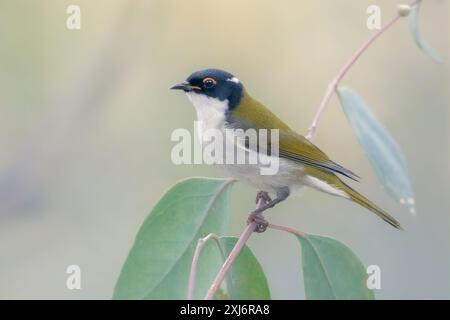 Wilder Weißnappelhonig (Melithreptus lunatus) auf einem Eukalyptuszweig mit verschwommenem Hintergrund, Australien Stockfoto