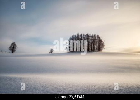 Lärchen auf dem milden Seven Hill in der Nähe des Dorfes Biei im Winterschnee bei Sonnenaufgang, Hokkaido, Japan Stockfoto