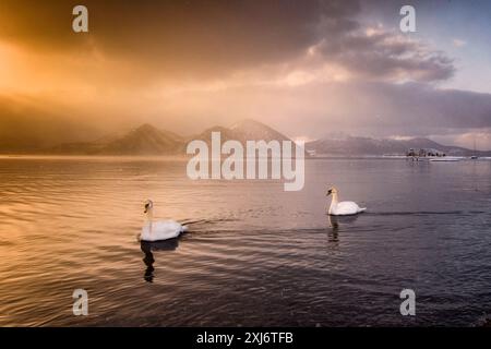 Zwei Schwäne schwimmen im See Toya (See Toyako) bei Sonnenuntergang, Shikotsu-Toya Nationalpark, Abuta District, Hokkaido, Japan Stockfoto