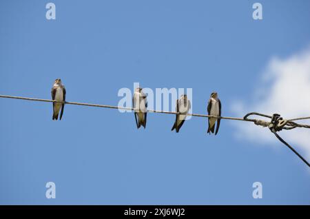 Schwalbengruppe, die auf der Stromleitung ruht Stockfoto