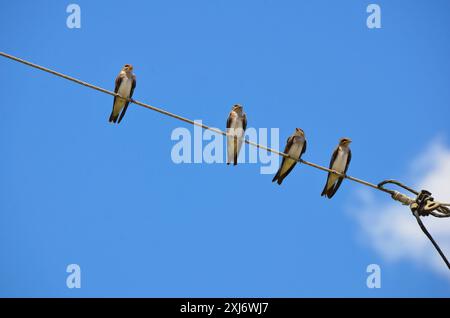 Schwalbengruppe, die auf der Stromleitung ruht Stockfoto