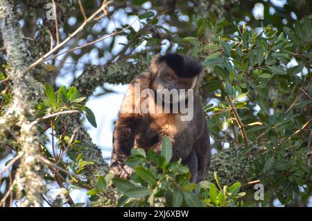 Ein Kapuzineraffe oder Kapuzineraffe (Cebus apella) klettert auf einen Baum im Wald von Tijuca in Rio de Janeiro Stockfoto