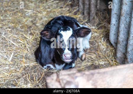 Porträt des Kalbes liegt im Stroh auf dem Bauernhof. Neugeborenes Tier. Stockfoto