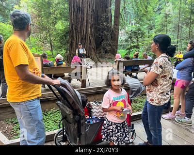 Tourismus, Freizeit & Unterhaltung das Muir Woods National Monument ist Teil der California Golden Gate National Recreation Area, nördlich von San Francisco. Es ist bekannt für seine hohen alten Mammutbäume. Pfade schlängeln sich zwischen den Bäumen zum Cathedral Grove und Bohemian Grove und entlang des Redwood Creek. Die Ben Johnson und Dipsea Trails klettern an einem Hügel und bieten einen Blick auf die Baumkronen, den Pazifischen Ozean und den Mount Tamalpais im angrenzenden Mount Tamalpais State Park. Spazieren Sie zwischen alten, wachsenden Küstenmammutbäumen, kühlen Sie ihre Wurzeln im frischen Wasser des Redwood Creek ab und heben Sie ihre Kronen, um die Sonne und den Nebel zu erreichen. Bundesland Stockfoto