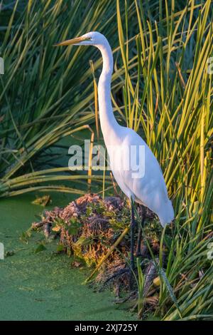 Großer Egret Erwachsener Auf Der Suche Nach Nahrungsmitteln. Sunnyvale WPCP Pond, Santa Clara County, Kalifornien, USA. Stockfoto