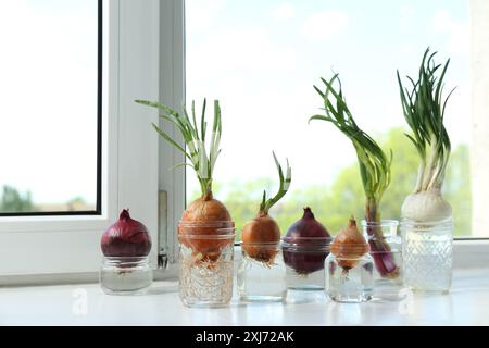 Viele gekeimte Zwiebeln in Gläsern mit Wasser auf der Fensterbank Stockfoto