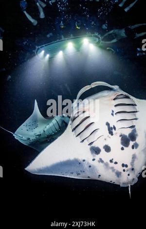 Riff-Mantarochen, Mobula alfredi, nächtliche Fütterungswut, trickendes Plankton, das sich um die Blitzlichter der Taucher sammelte, Kona Coast, Big Island, Hawaii, USA Stockfoto