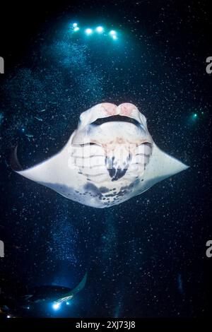 Riffmantas oder Mantas an der Küste, Mobula alfredi, nächtliche Fütterungswahnsinnige, Trichterplankton, das sich um die künstlichen Lichter der Taucher sammelt, Kona Coast, Stockfoto