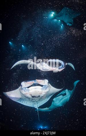 Riffmantas oder Mantas an der Küste, Mobula alfredi, nächtliche Fütterungswahnsinnige, Trichterplankton, das sich um die künstlichen Lichter der Taucher sammelt, Kona Coast, Stockfoto