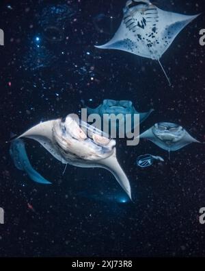 Riffmantas oder Mantas an der Küste, Mobula alfredi, nächtliche Fütterungswahnsinnige, Trichterplankton, das sich um die künstlichen Lichter der Taucher sammelt, Kona Coast, Stockfoto