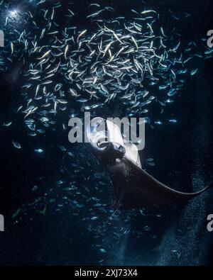 Riffmantas oder Mantas an der Küste, Mobula alfredi, nächtliche Fütterungswahnsinnige, Trichterplankton, das sich um die künstlichen Lichter der Taucher sammelt, Kona Coast, Stockfoto