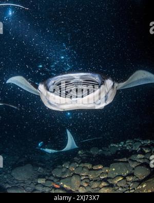 Riffmantas oder Mantas an der Küste, Mobula alfredi, nächtliche Fütterungswahnsinnige, Trichterplankton, das sich um die künstlichen Lichter der Taucher sammelt, Kona Coast, Stockfoto