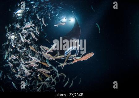 Riffmantas oder Mantas an der Küste, Mobula alfredi, Fressen mit hawaiianischem Fahnenschwanz, Kuhlia sandvicensis, nachts, sammelte sich trickendes Plankton Stockfoto