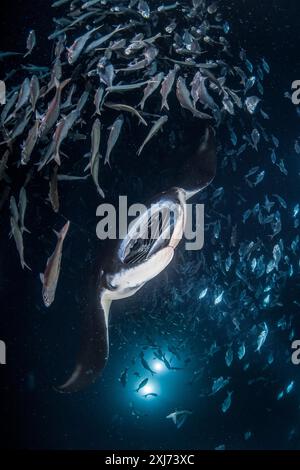 Riffmantas oder Mantas an der Küste, Mobula alfredi, Fressen mit hawaiianischem Fahnenschwanz, Kuhlia sandvicensis, nachts, sammelte sich trickendes Plankton Stockfoto