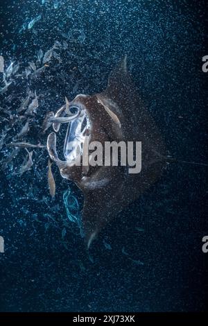 Riffmantas oder Mantas an der Küste, Mobula alfredi, Fressen mit hawaiianischem Fahnenschwanz, Kuhlia sandvicensis, nachts, sammelte sich trickendes Plankton Stockfoto