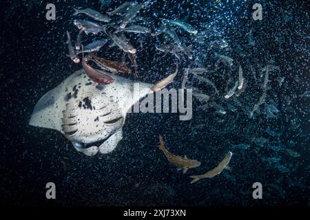 Riffmantas oder Mantas an der Küste, Mobula alfredi, Fressen mit hawaiianischem Fahnenschwanz, Kuhlia sandvicensis, nachts, sammelte sich trickendes Plankton Stockfoto