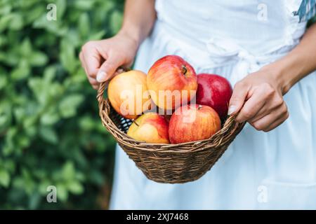 Teilweise mit Blick auf die Frau mit Weidenkorb mit roten frische Äpfel Stockfoto