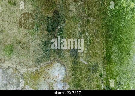 Aufgerissener alter grüner Moos-Beton-Wand-Textur-Hintergrund Nahaufnahme Stockfoto