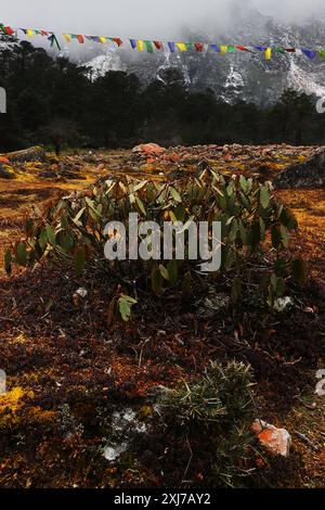 Nadelwald und Wildnis der alpinen Berglandschaft des himalaya in der Nähe des Yumthang-Tals, abgelegenes Gebiet im Norden von sikkim in indien Stockfoto