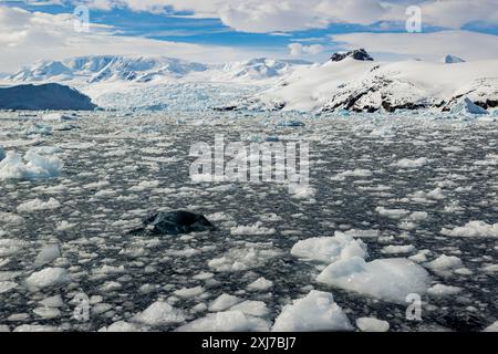 Eisformationen, Cierva Cove, Antarktis, Dienstag, 21. November 2023. Foto: David Rowland / One-Image.com Stockfoto