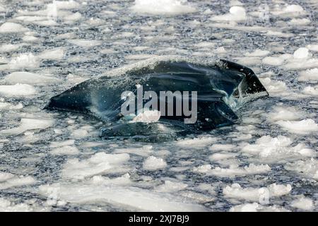 Eisformationen, Cierva Cove, Antarktis, Dienstag, 21. November 2023. Foto: David Rowland / One-Image.com Stockfoto