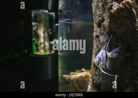 Aquarium Angel Fisch im Tank Stockfoto