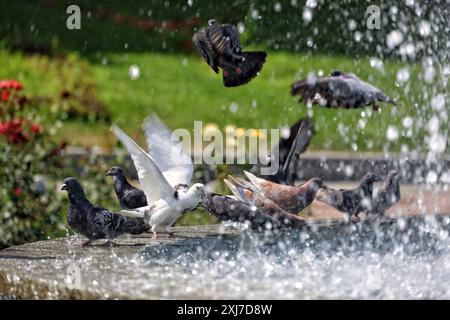 Nicht exklusiv: ODESA, UKRAINE - 13. JULI 2024 - Tauben bleiben an einem heißen Sommertag in Odesa, Süd-Ukraine, an einem Brunnen. Stockfoto