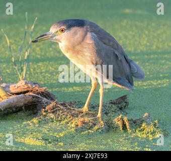 Schwarzgekrönter Nachtreiher, Erwachsener, der bei Sonnenuntergang auf Nahrungssuche ist. Sunnyvale WPCP Pond, Santa Clara County, Kalifornien, USA. Stockfoto